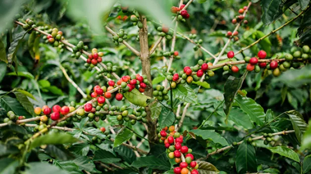 Ethical sourcing